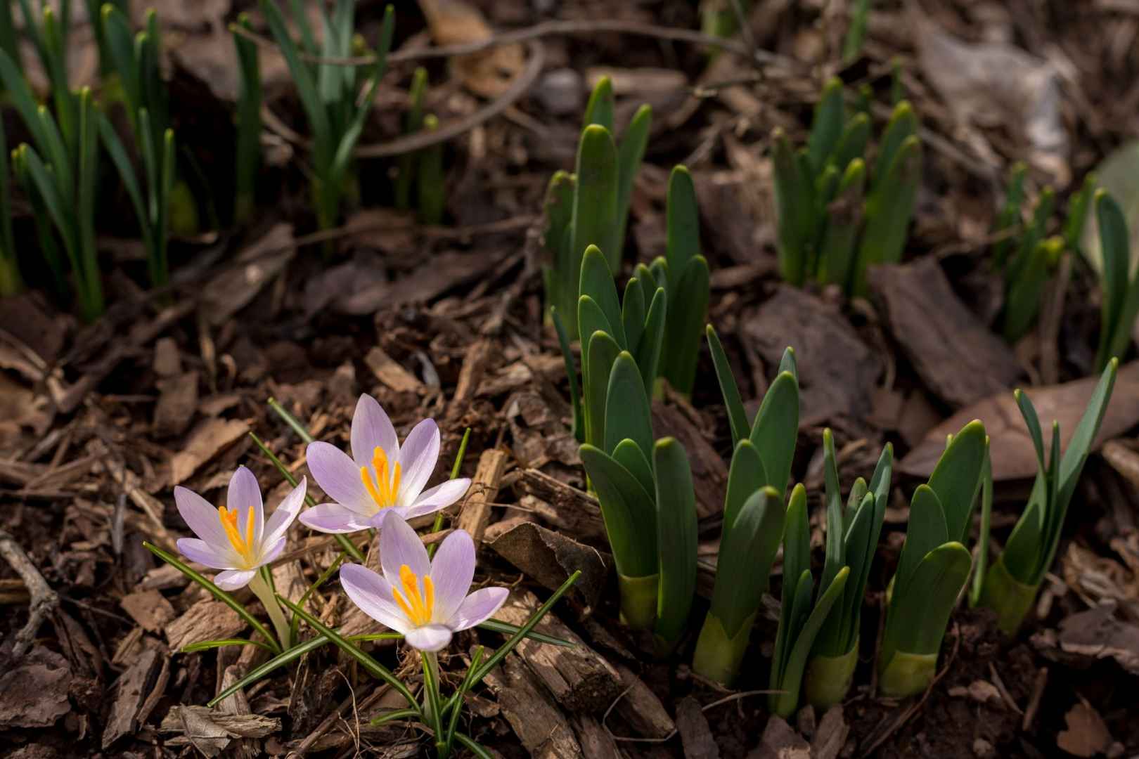 garden mulch