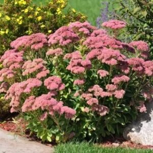 pink flowers