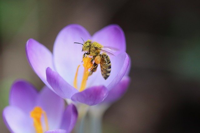 March jobs in the garden