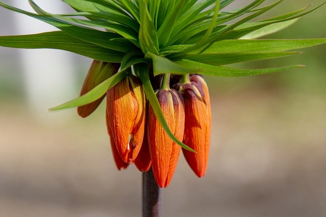 March jobs in the garden