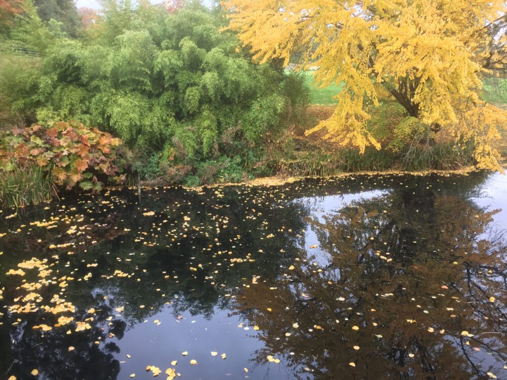 Batsford arboretum in Gloucestershire