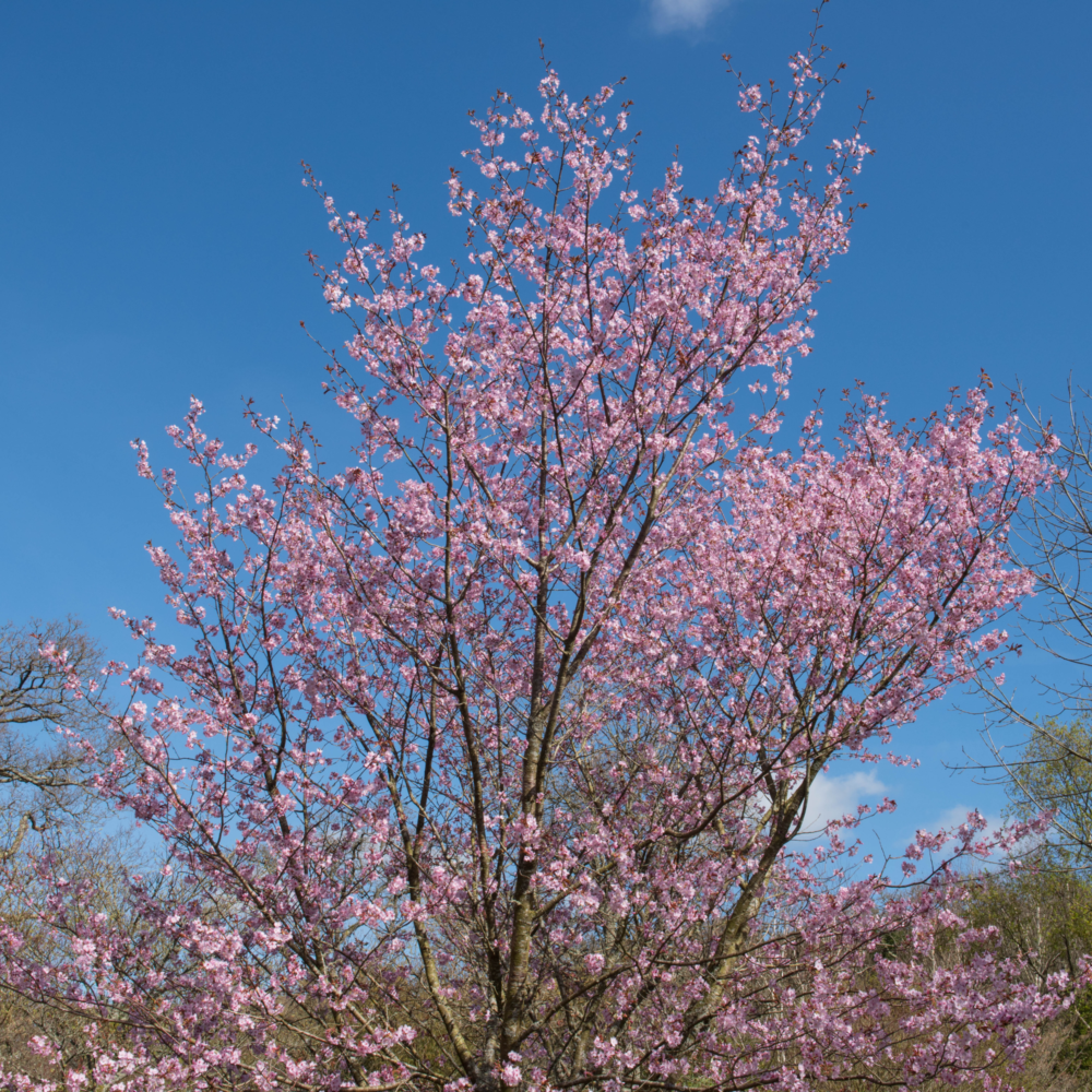March jobs in the garden