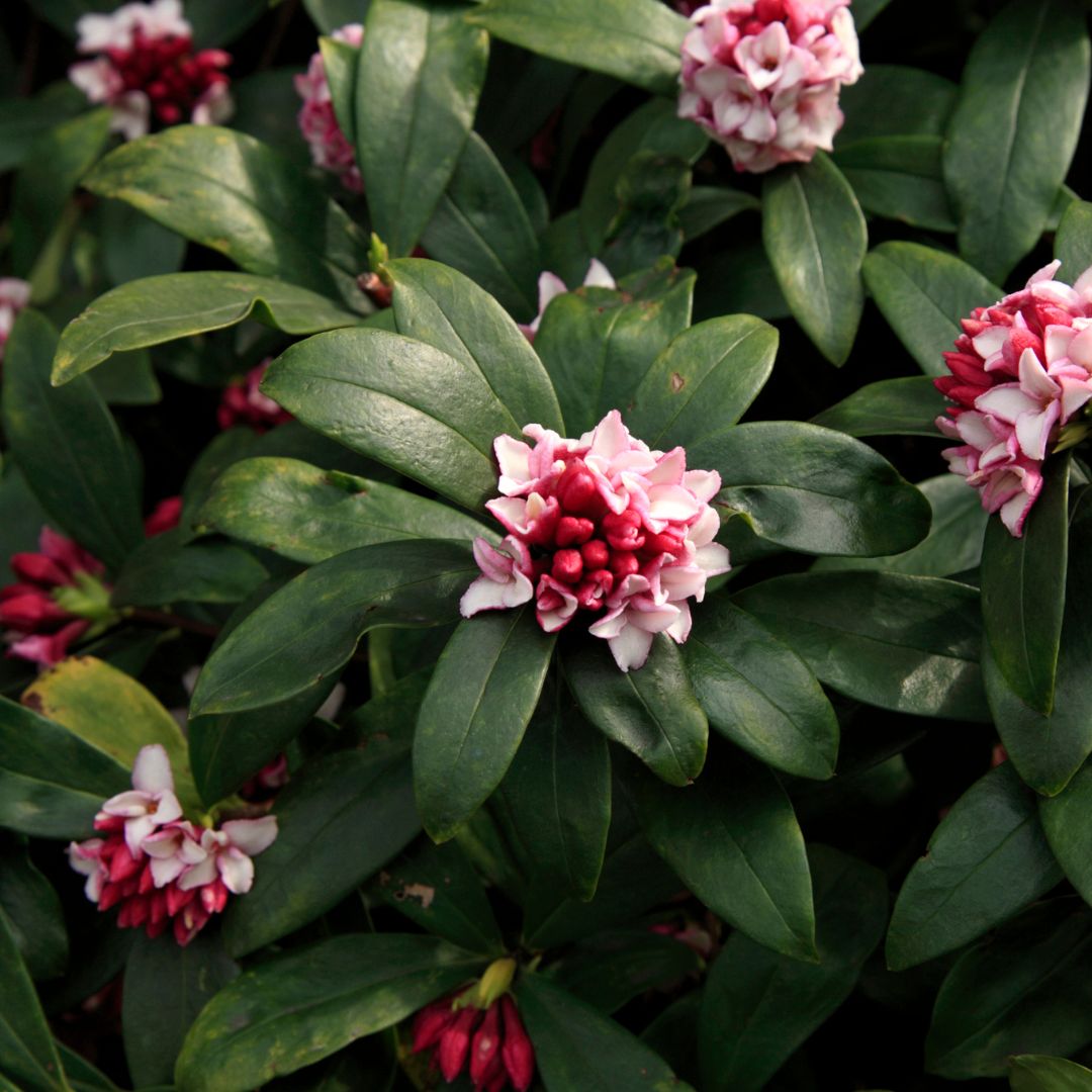 March jobs in the garden