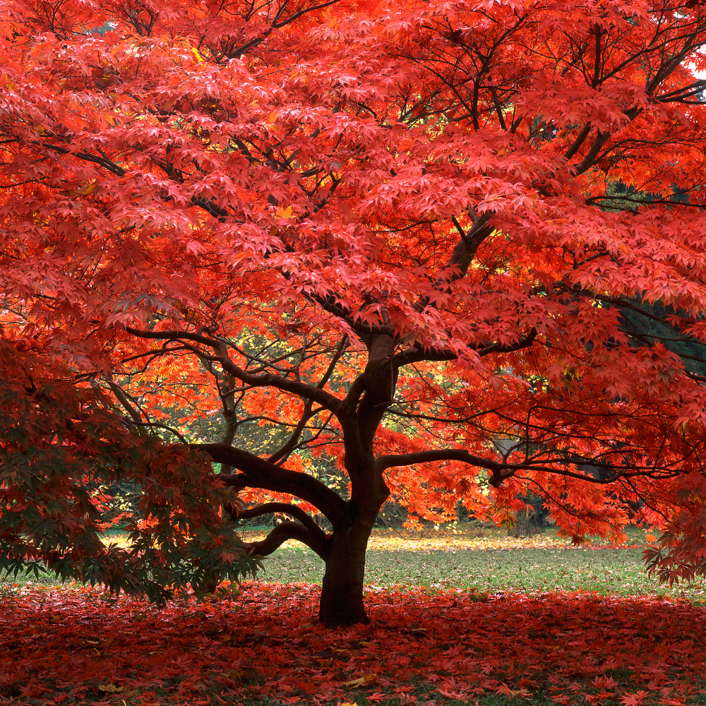 Batsford arboretum in Gloucestershire