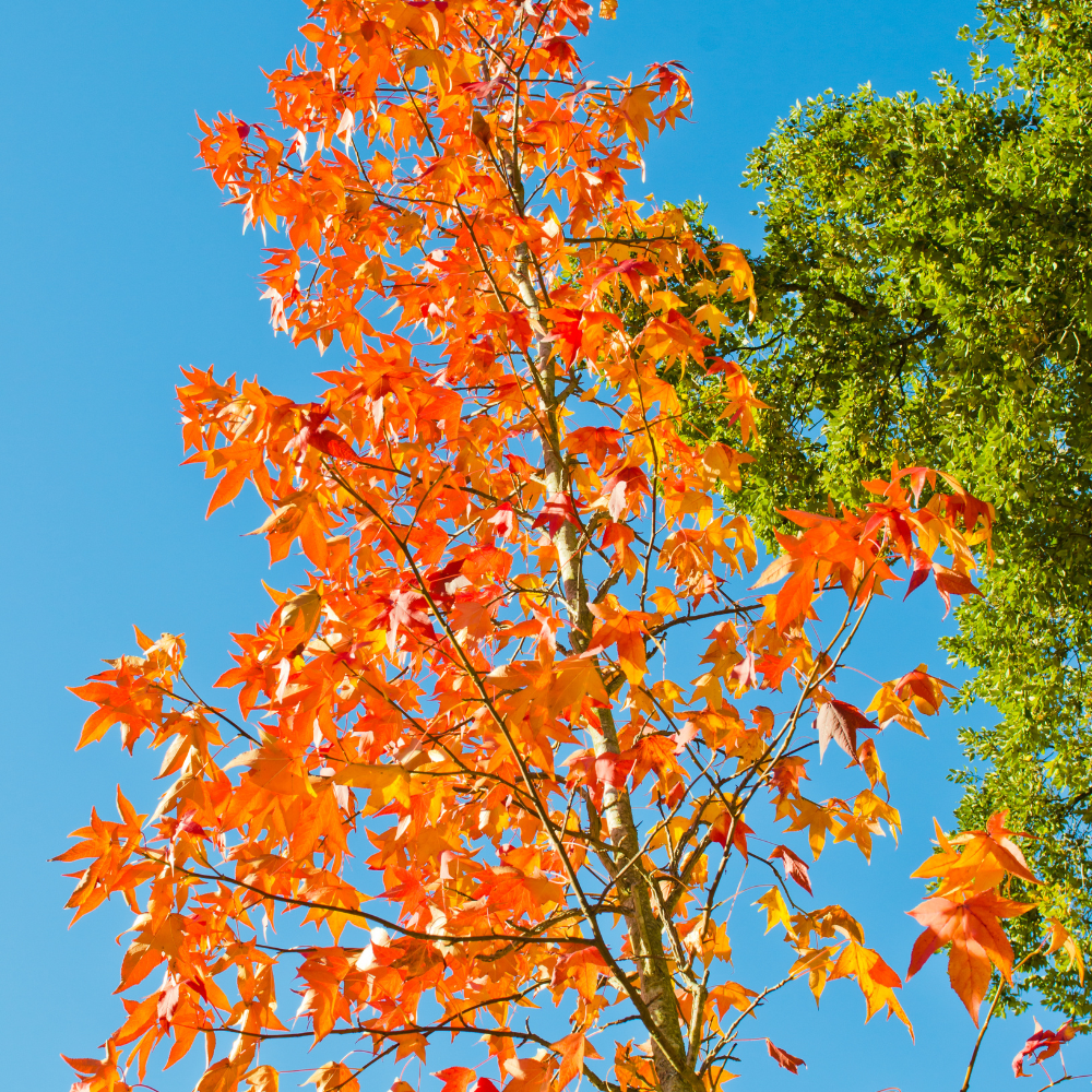 Batsford arboretum in Gloucestershire