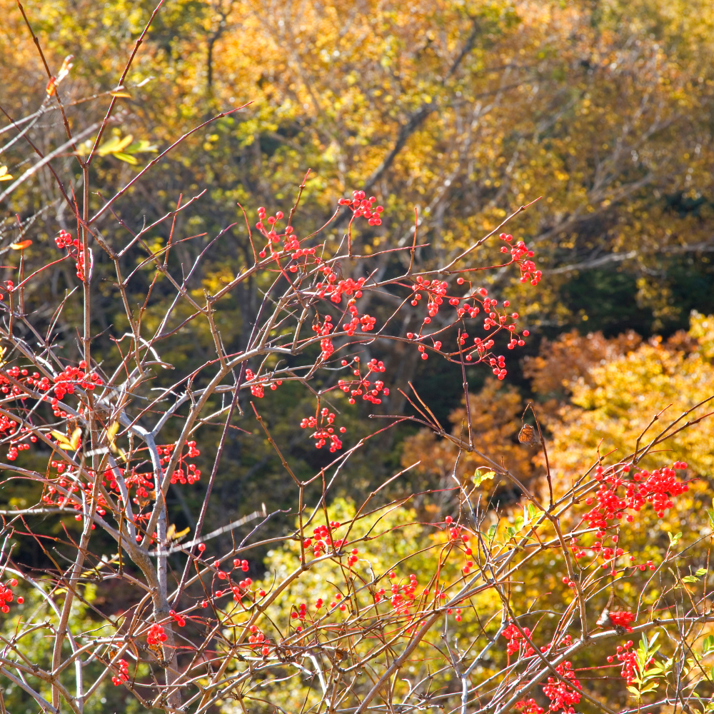 Batsford arboretum in Gloucestershire