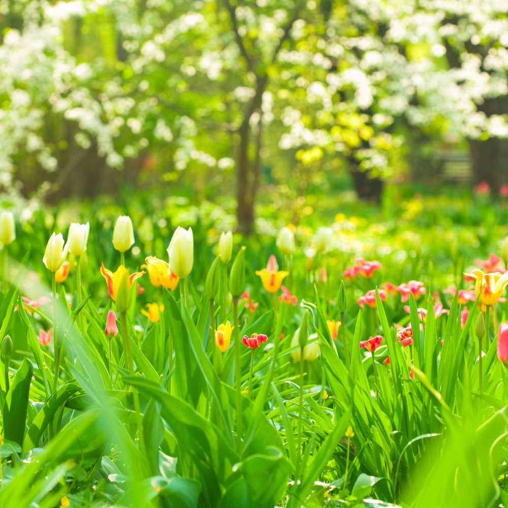 When to plant tulips