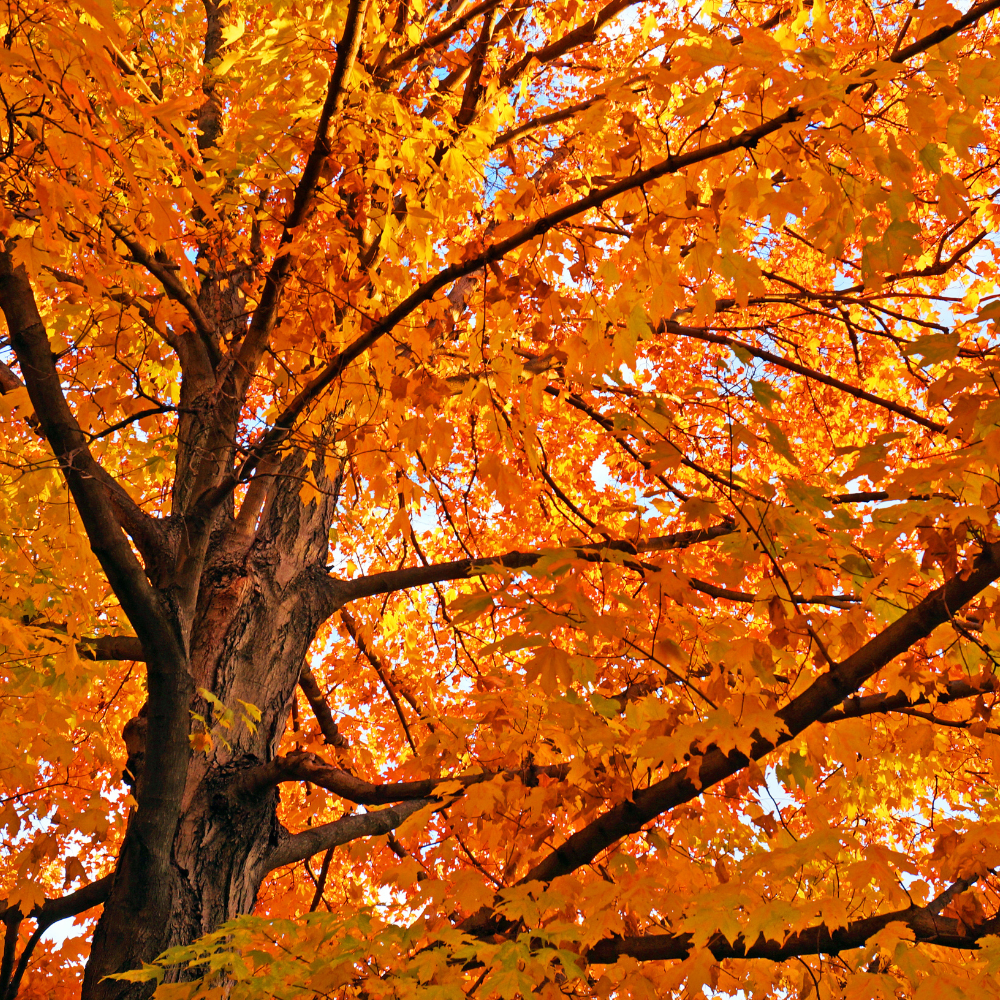 Tree in autumn