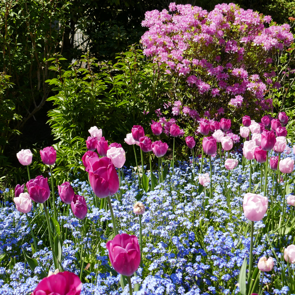When to plant tulips
