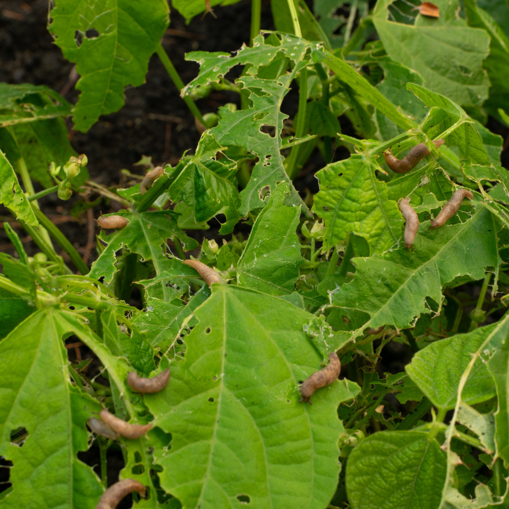 Gardening in April