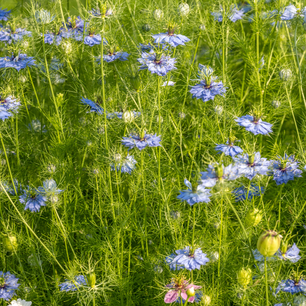 Nigella flowers