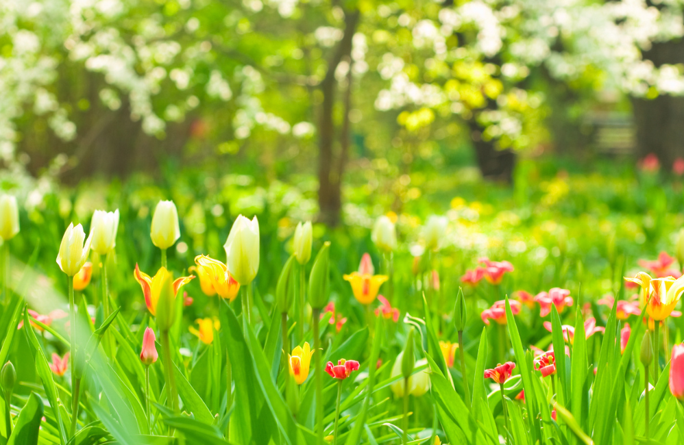 spring garden