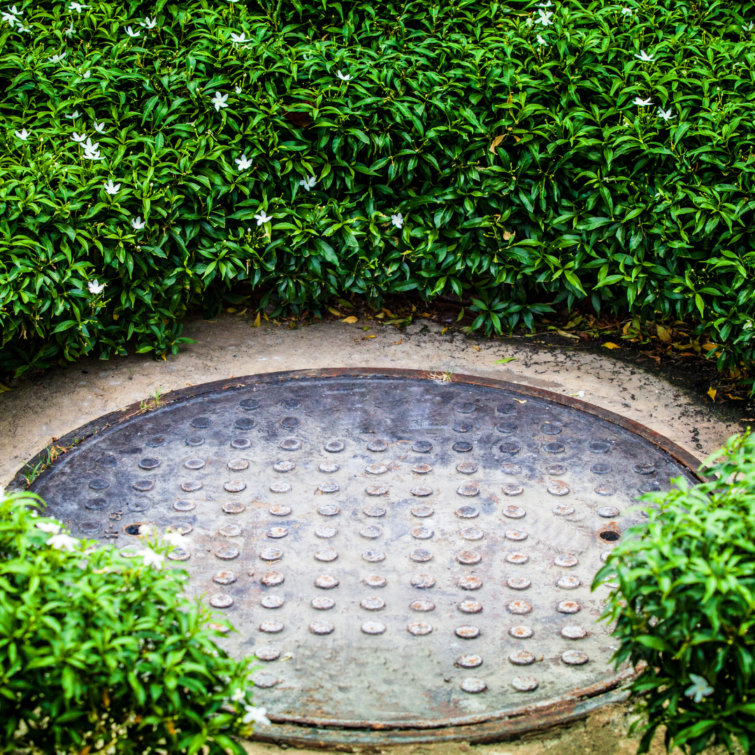 screening hedge
