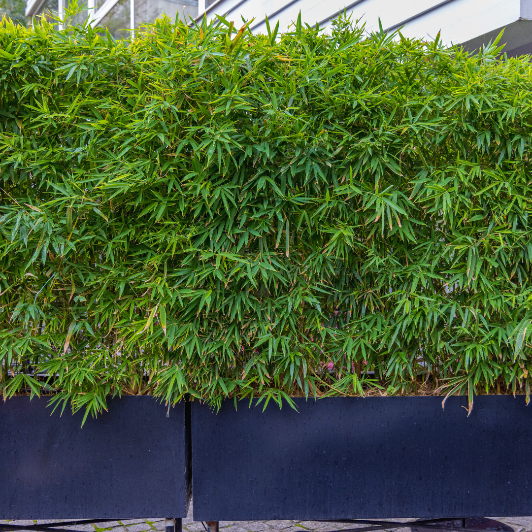 bamboo as a screen