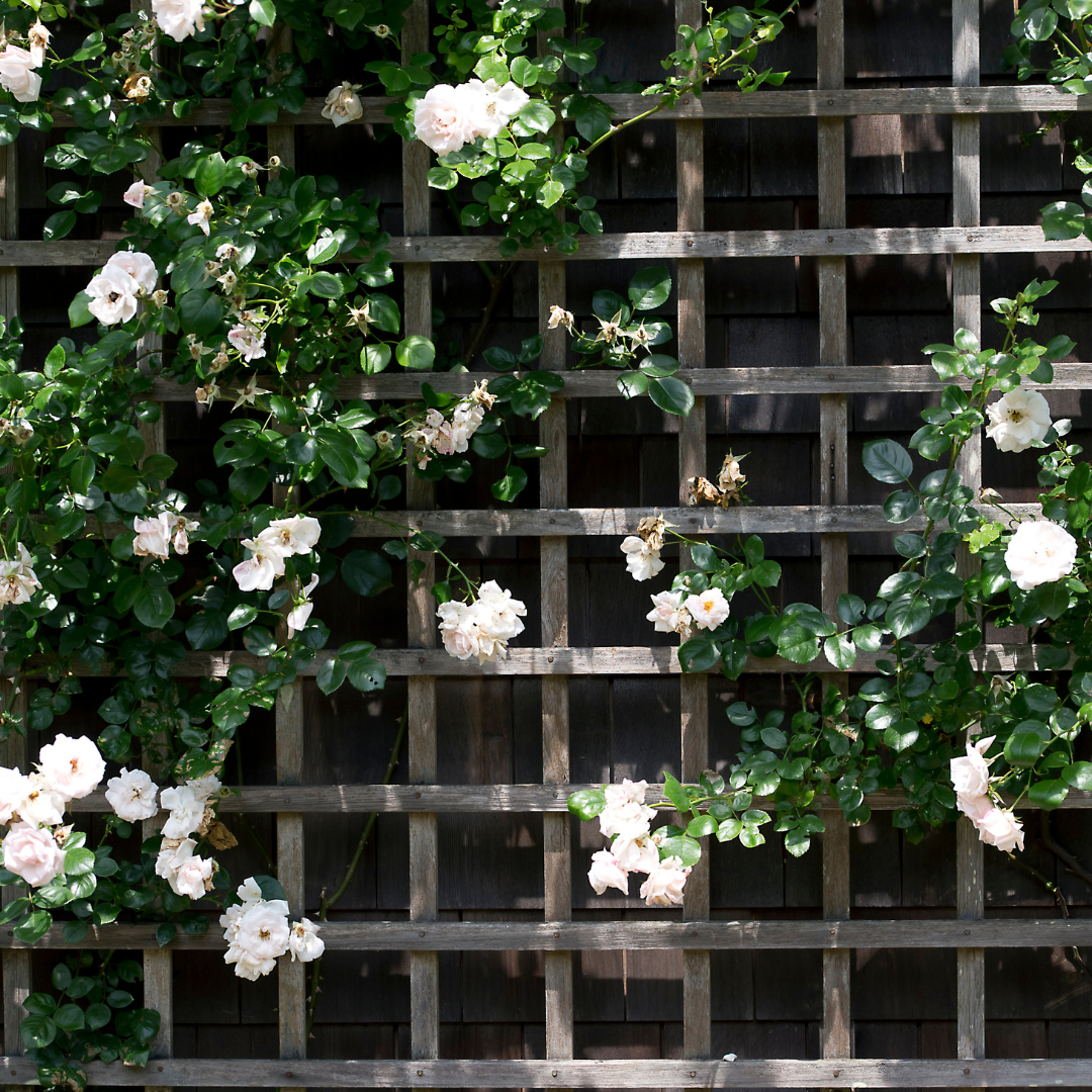 climbing rose