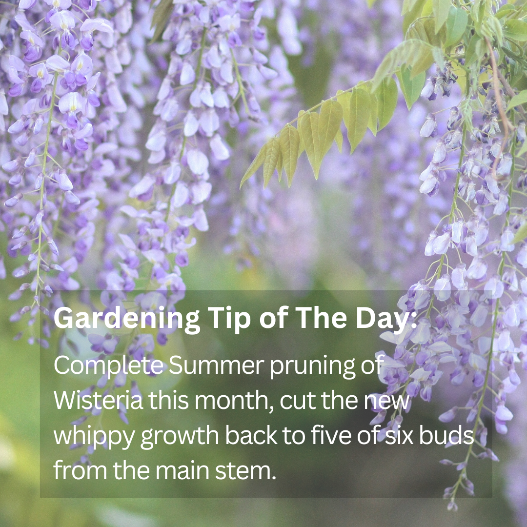 July gardening jobs