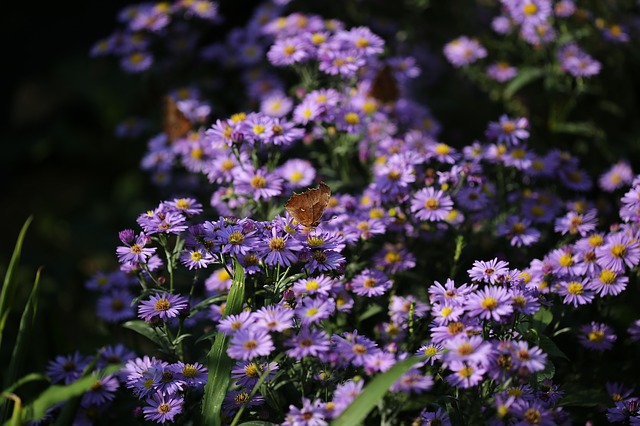 July gardening jobs in Gloucestershire