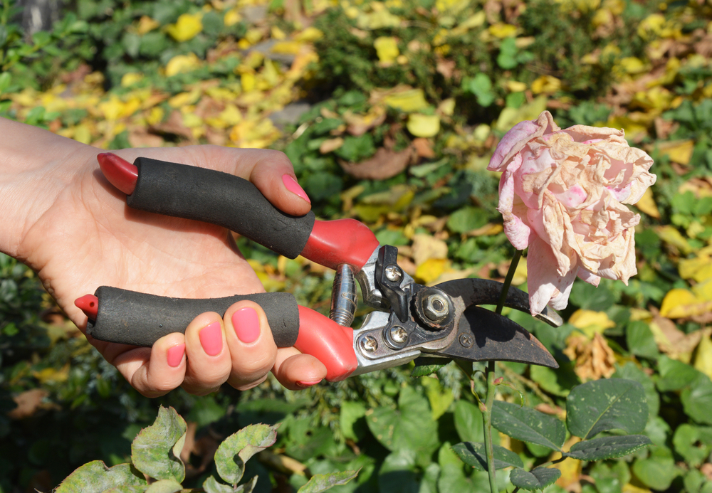 July gardening jobs in Gloucestershire