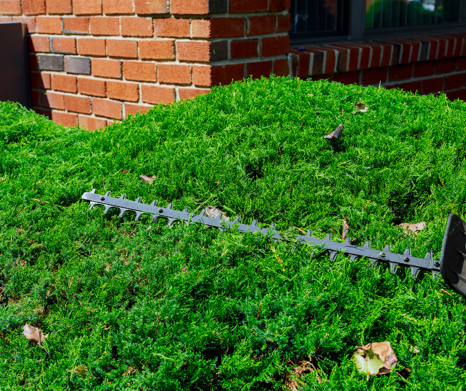 hedge cutting
