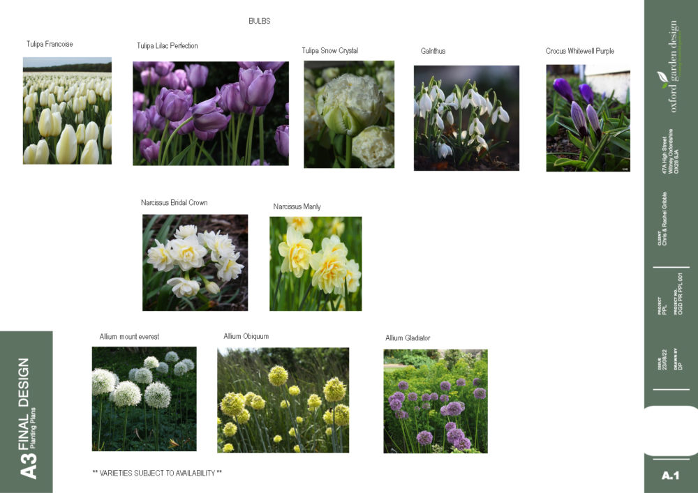 Bulbs for autumn planting