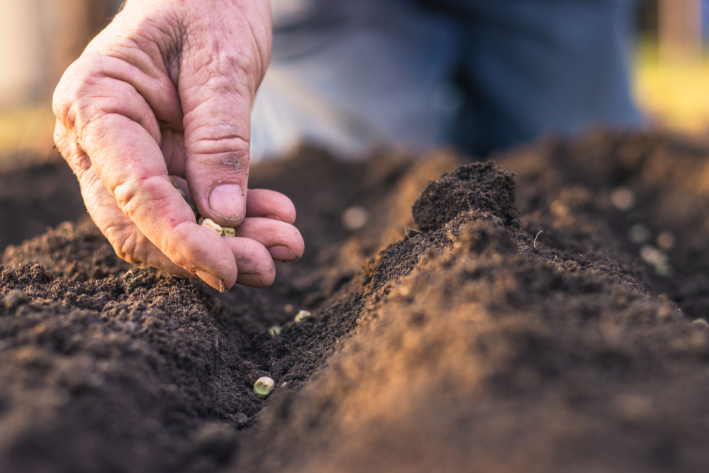 July gardening jobs in Gloucestershire