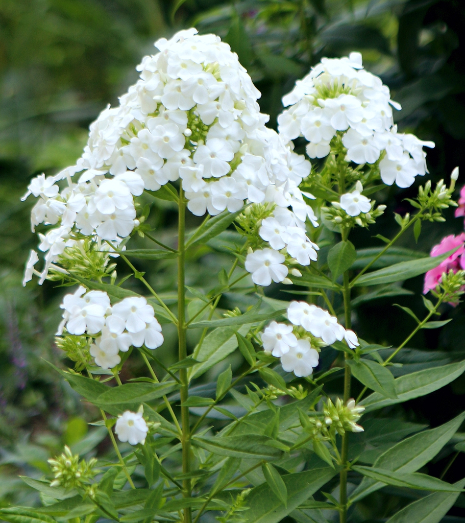 Phlox