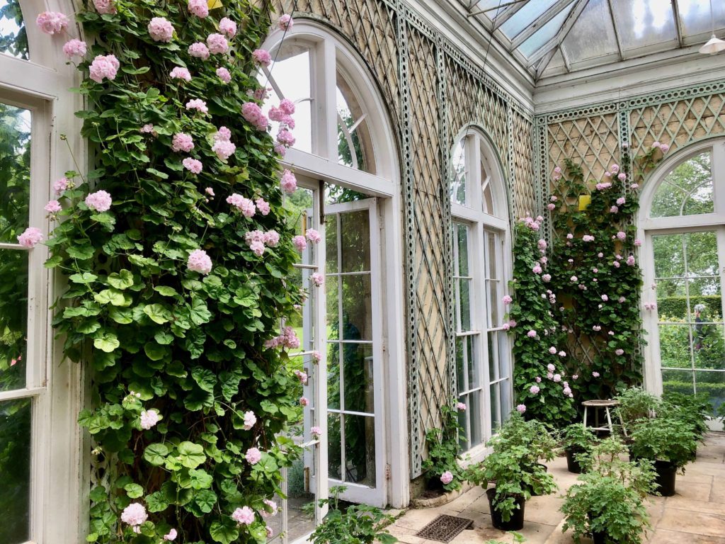 The greenhouse with roses