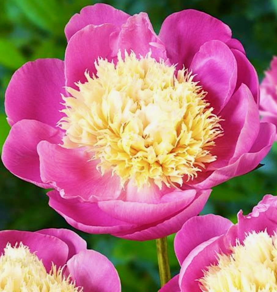 Peony flower
