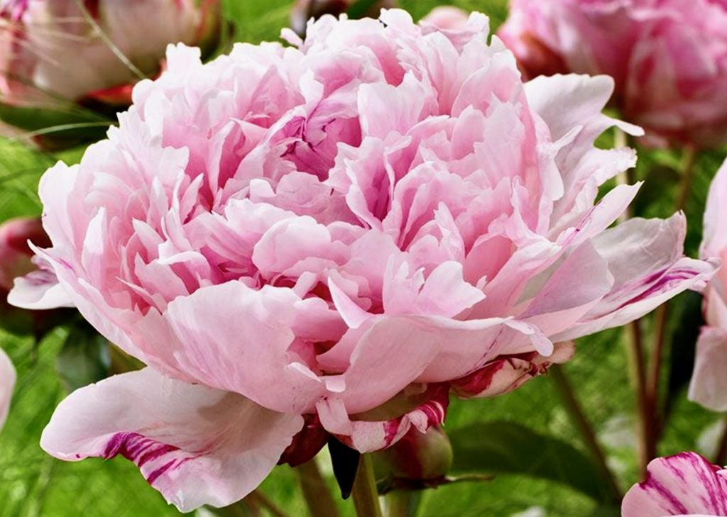 Peony